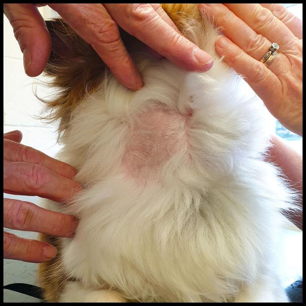Recognising The Symptoms Of Cushing S Syndrome In Dogs Recognising The Symptoms Of Cushing S Syndrome In Dogs